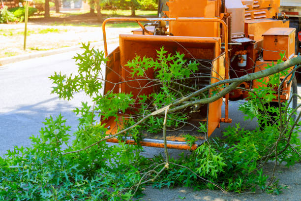 Tree and Shrub Care in Mathews, VA