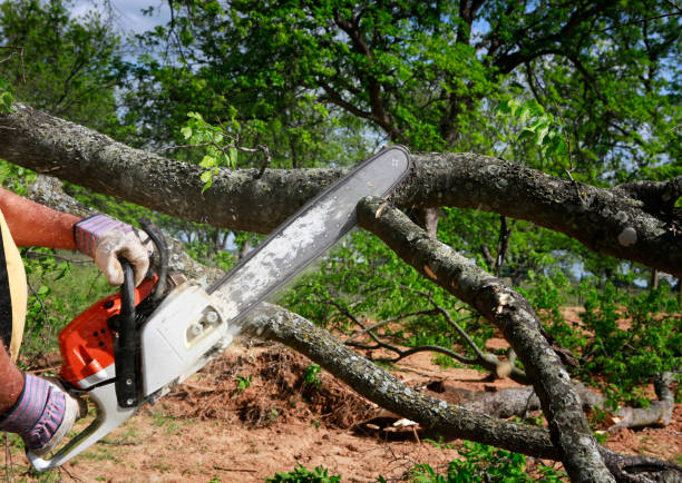 How Our Tree Care Process Works  in  Mathews, VA